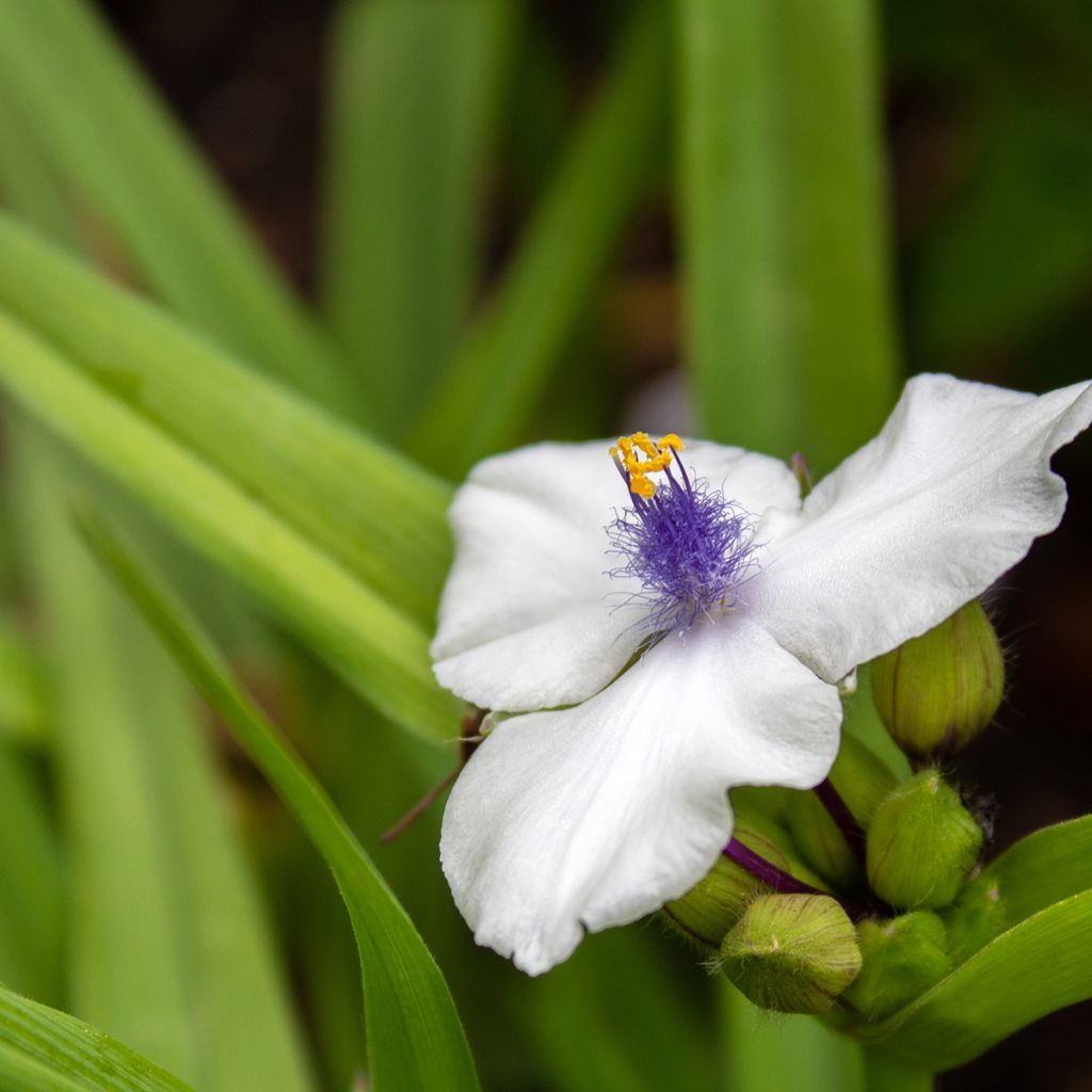 Tradescantia andersoniana Osprey - Eendagsbloem