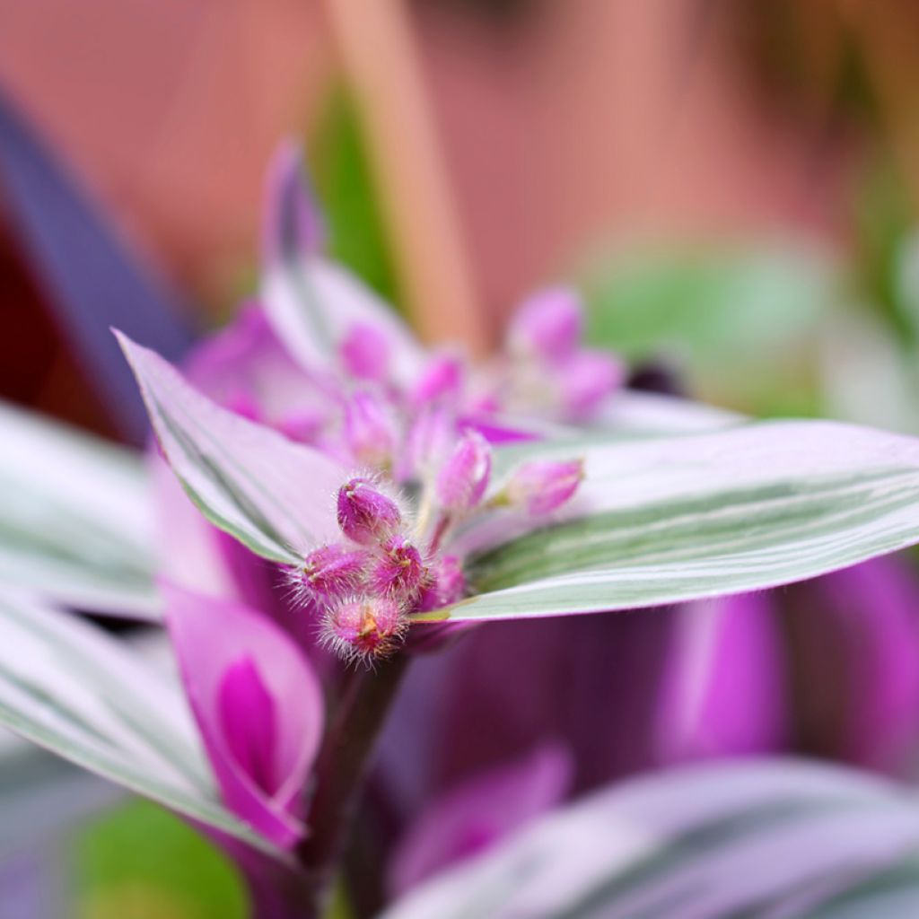 Tradescantia cerinthoides Sweetness - Vaderplant
