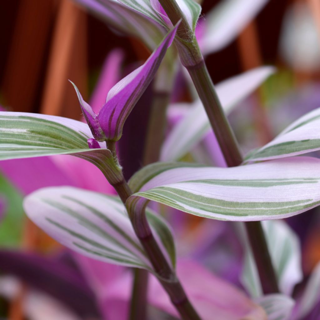 Tradescantia cerinthoides Sweetness - Vaderplant