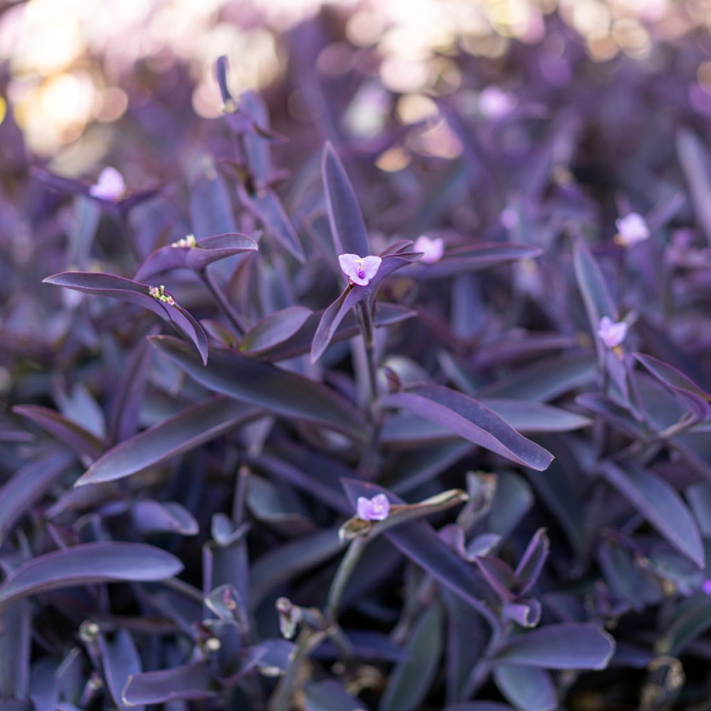 Tradescantia pallida Purple Heart - Vaderplant