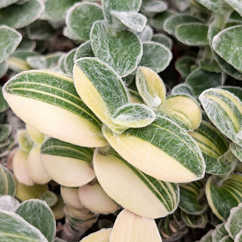 Tradescantia sillamontana Variegata - Vaderplant