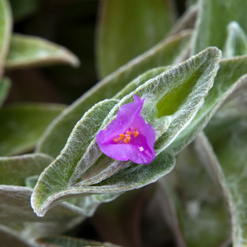 Tradescantia sillamontana - Vaderplant