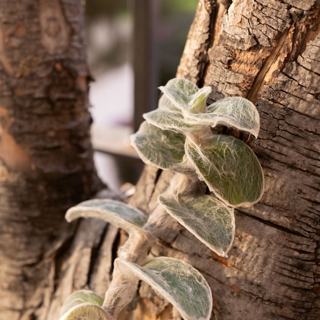 Tradescantia sillamontana - Vaderplant