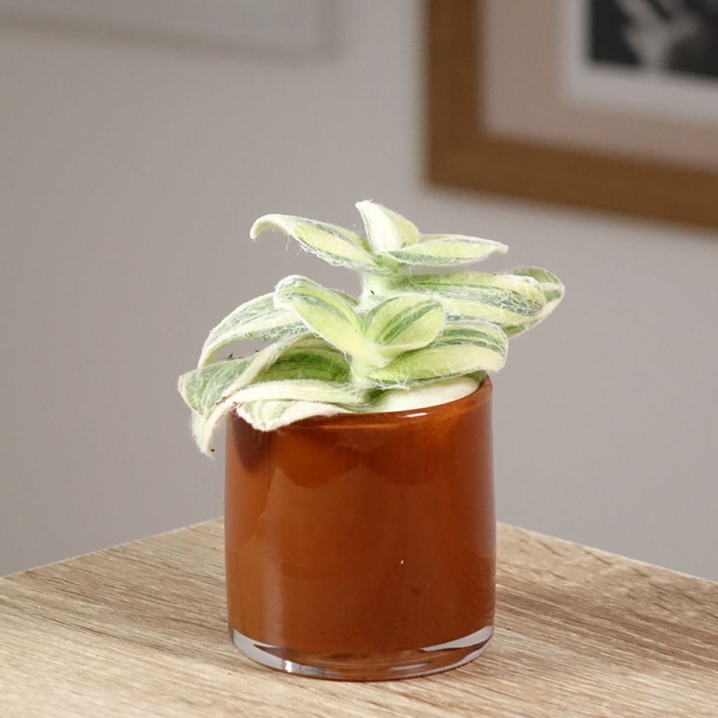 Tradescantia Brightness - Vaderplant