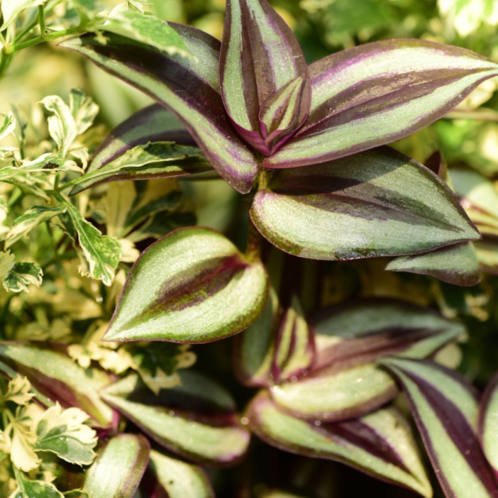 Tradescantia zebrina Pink Joy - Vaderplant
