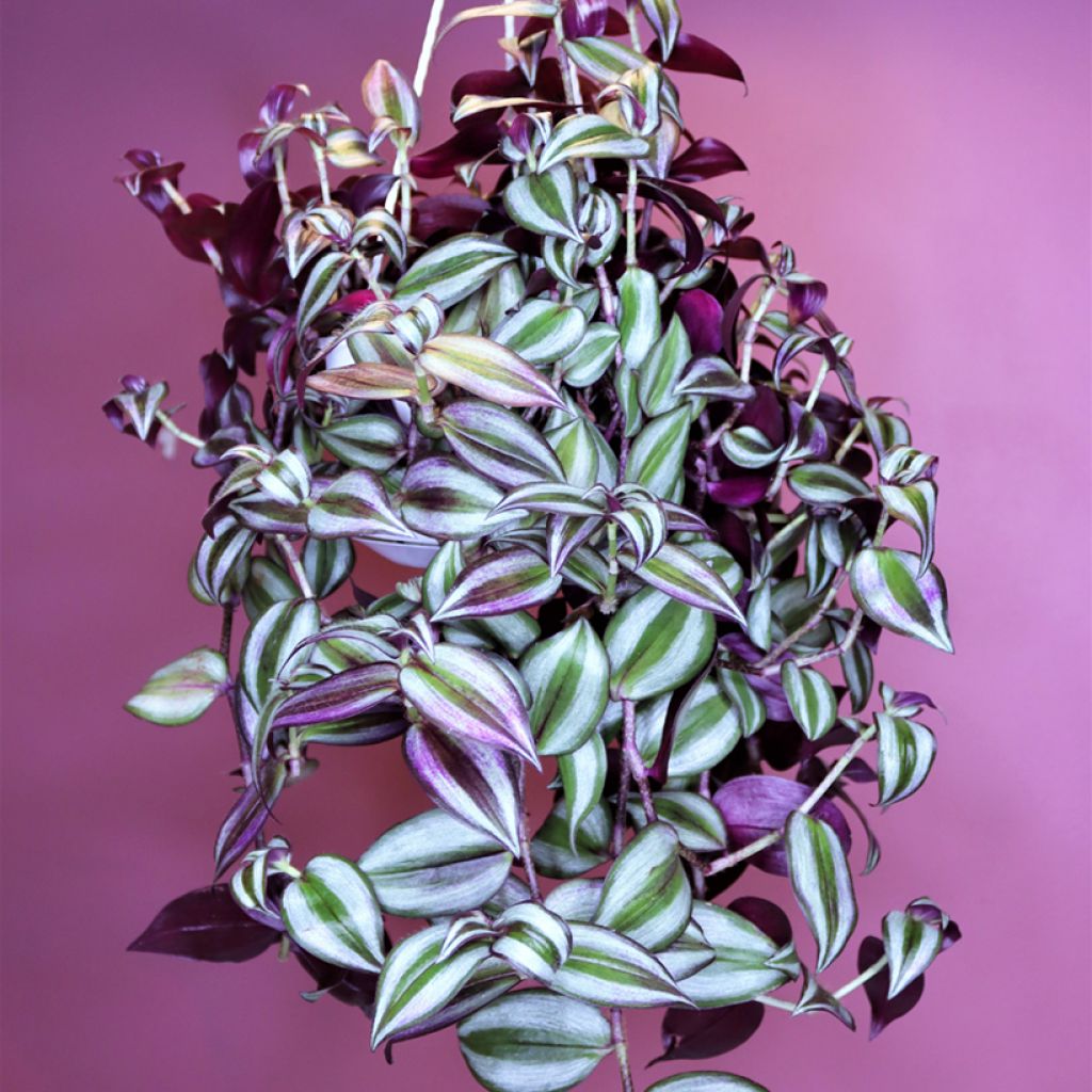Tradescantia zebrina Pink Joy - Vaderplant