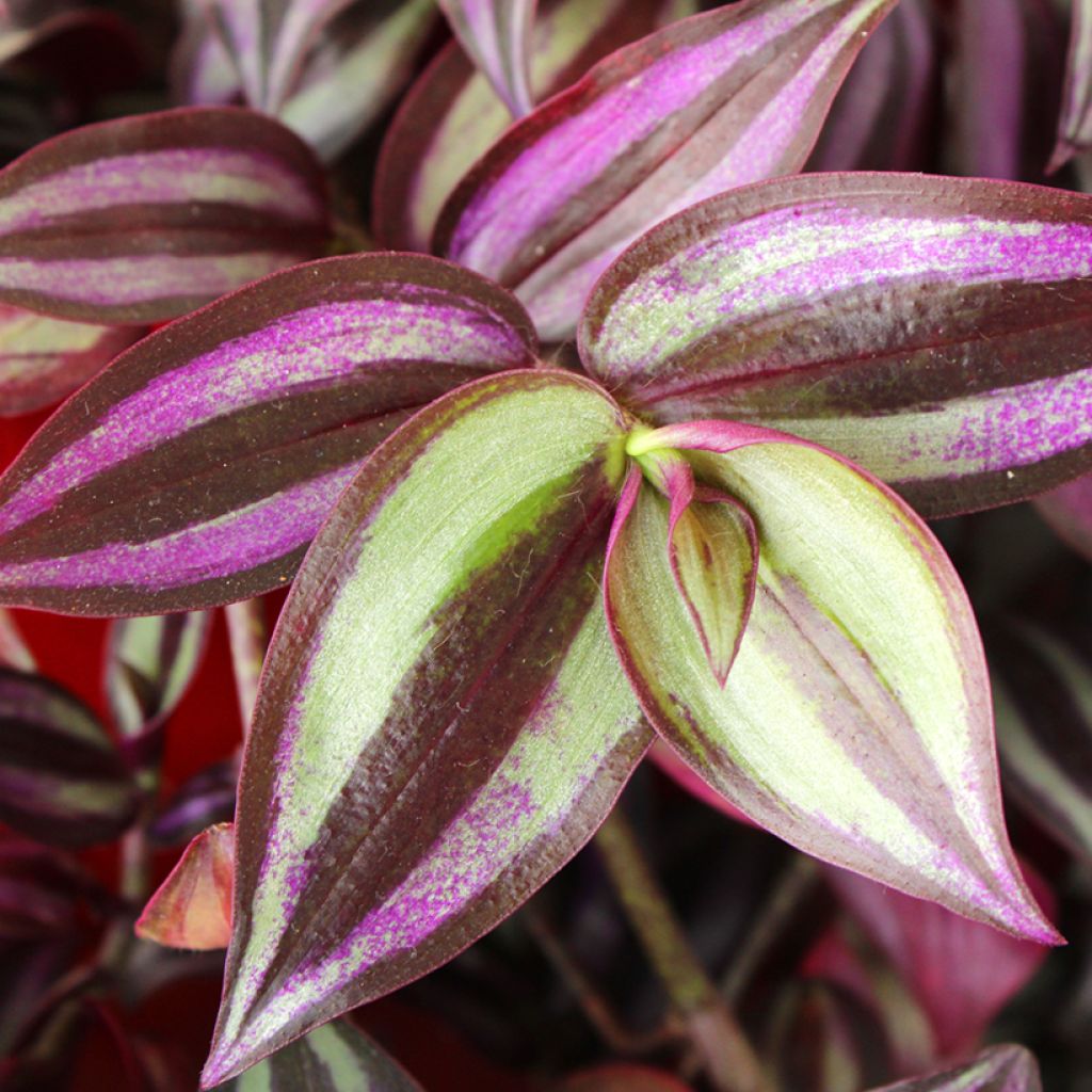 Tradescantia zebrina Pink Joy - Vaderplant