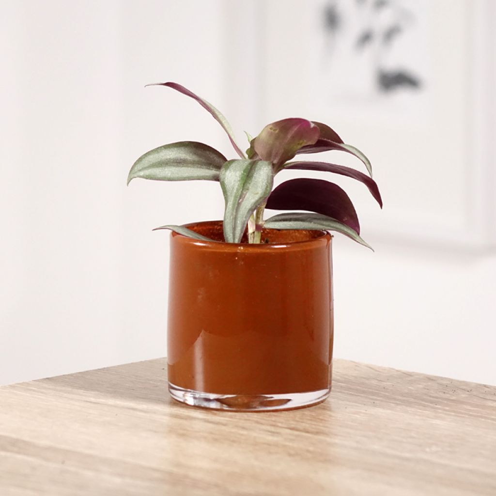 Tradescantia zebrina Pink Joy - Vaderplant