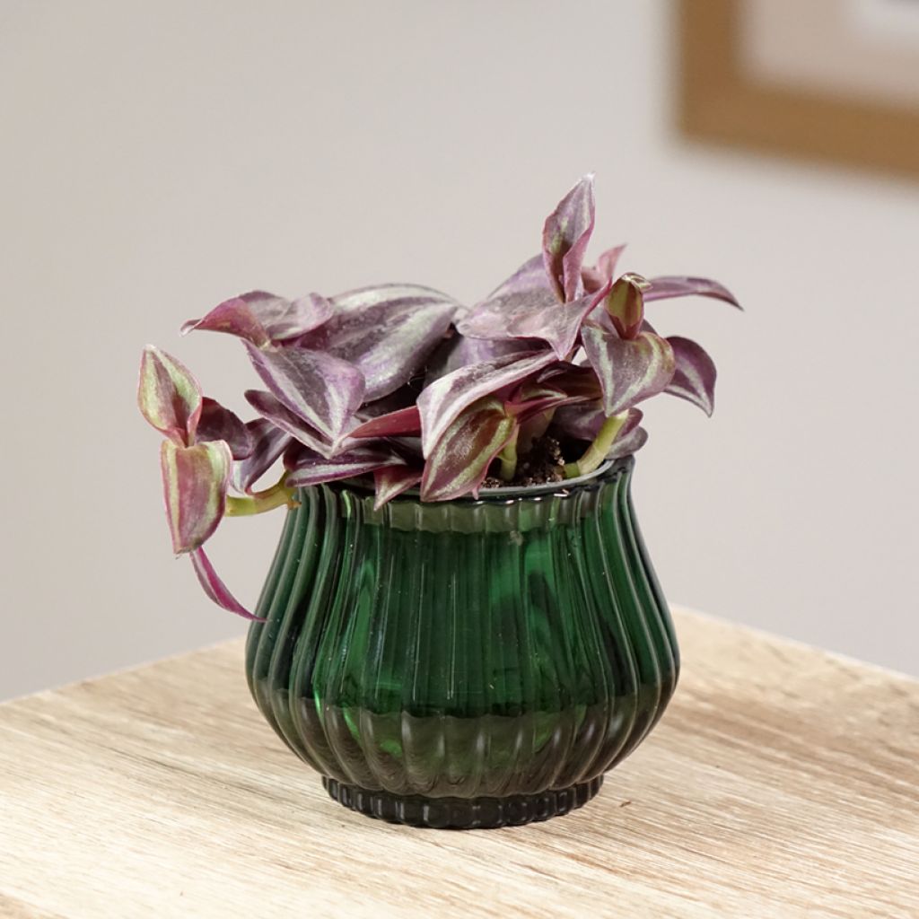 Tradescantia zebrina Purple Joy - Vaderplant