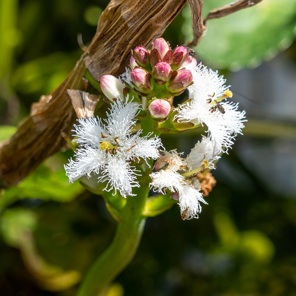 Menyanthes trifoliata - Waterdrieblad