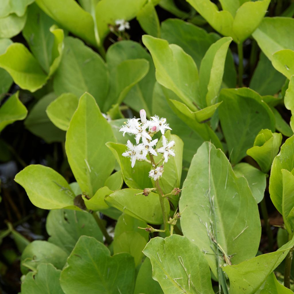 Menyanthes trifoliata - Waterdrieblad