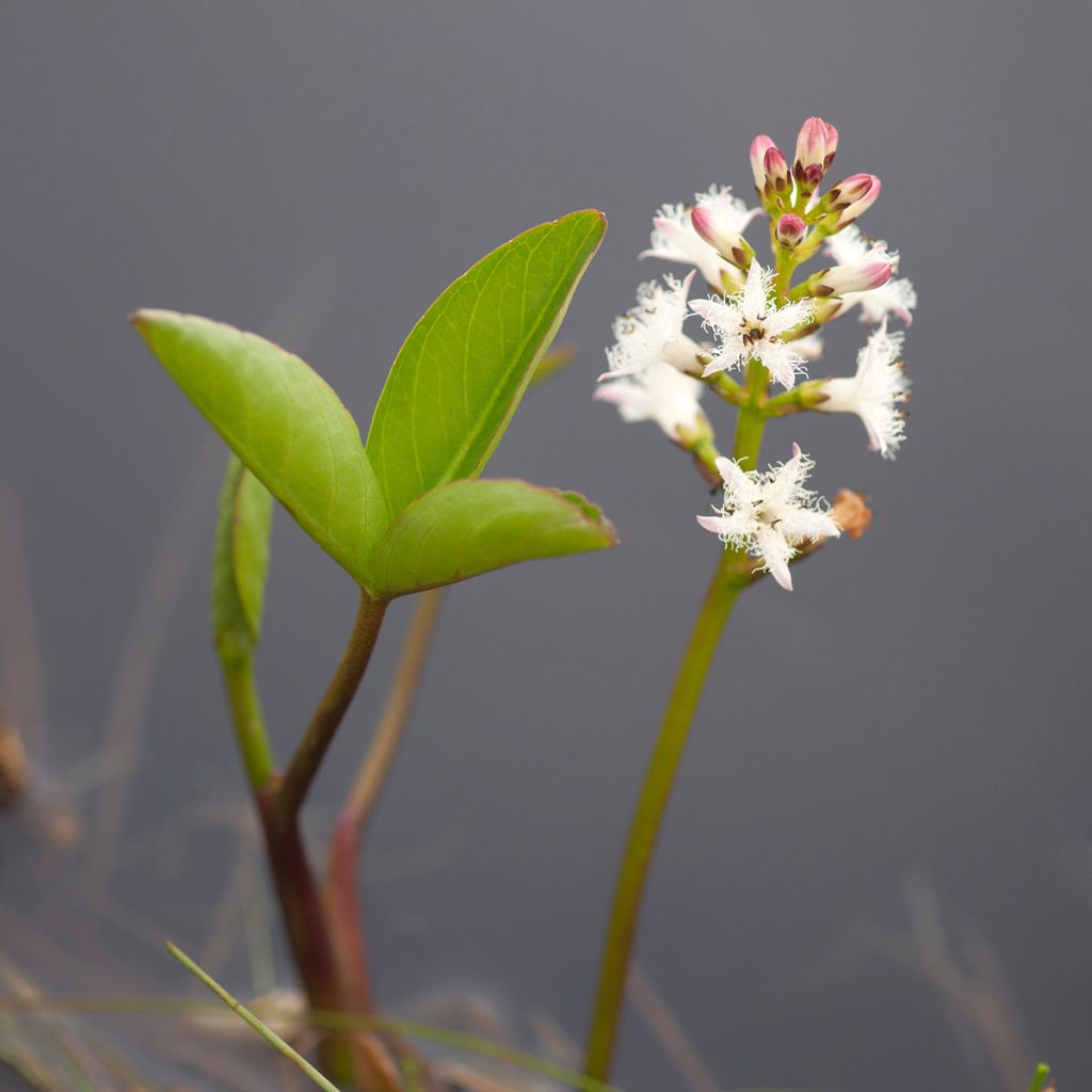 Menyanthes trifoliata - Waterdrieblad