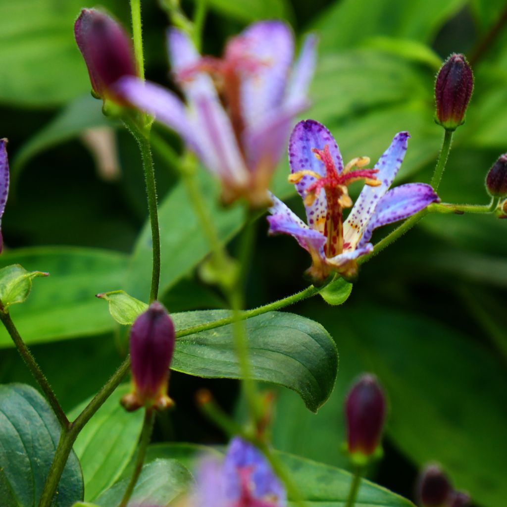 Tricyrtis Taipei Silk - Paddenlelie