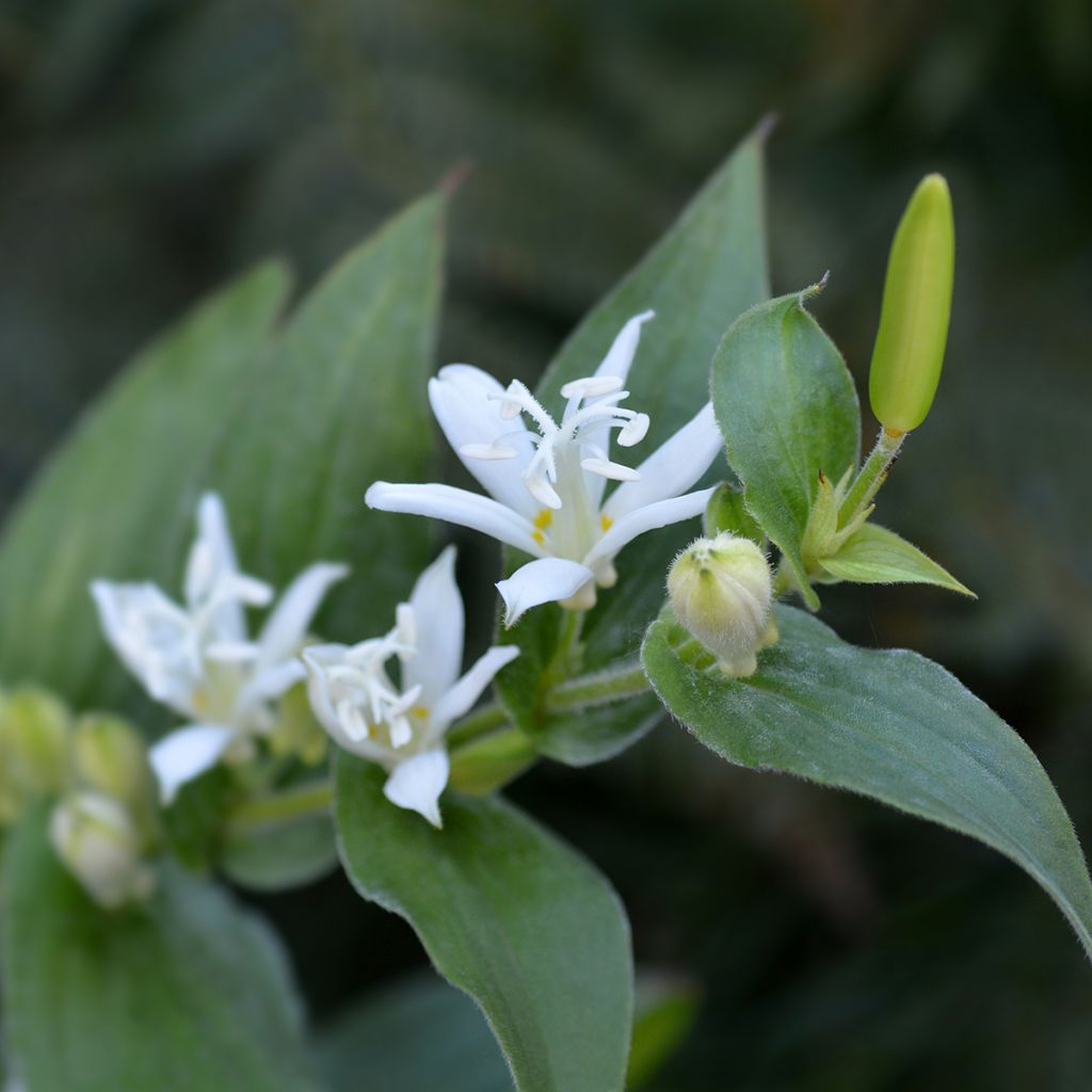 Tricyrtis hirta Alba - Paddenlelie