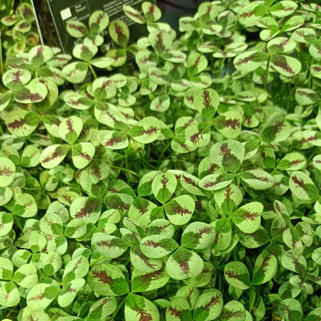 Trifolium repens Sweet Mike - Witte klaver