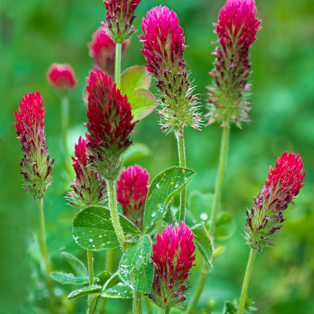 Inkarnaatklaver groenbemester - Trifolium incarnatum