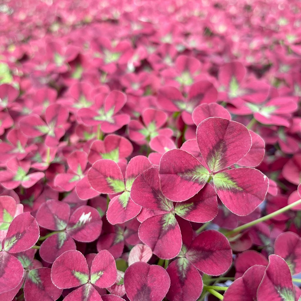Trifolium repens Angel Clover Beauty - Witte klaver