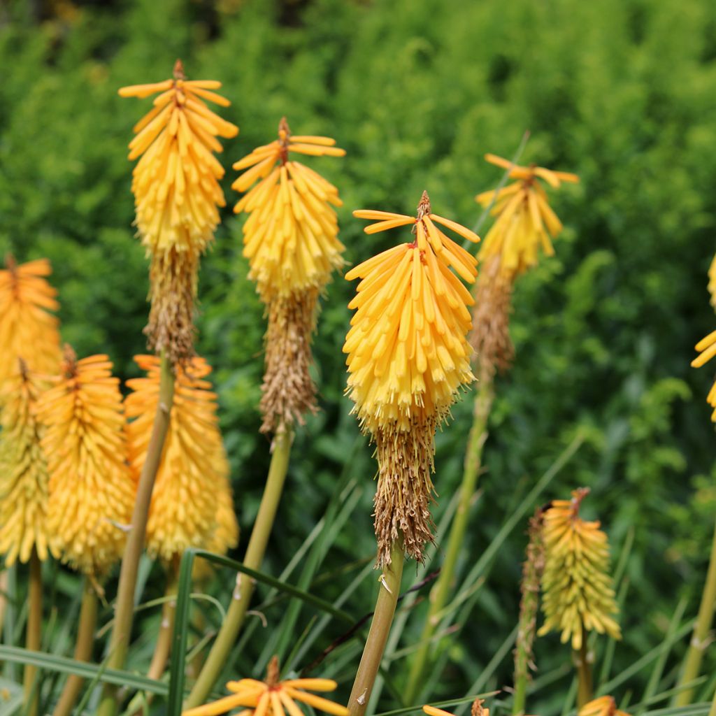 Kniphofia Mango Popsicle - Vuurpijl