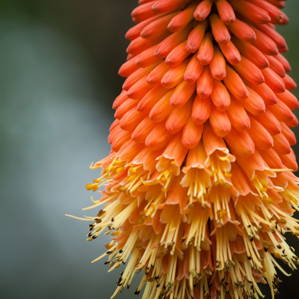 Kniphofia Royal Standard - Vuurpijl