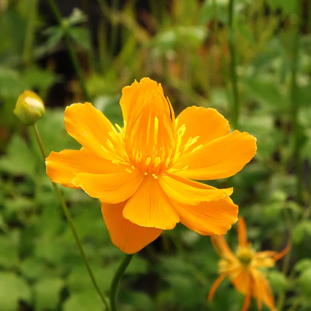 Trollius chinensis Golden Queen - Kogelbloem