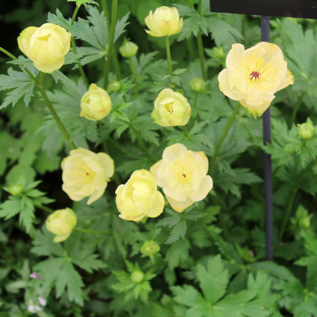 Trollius cultorum Cheddar - Globebloem