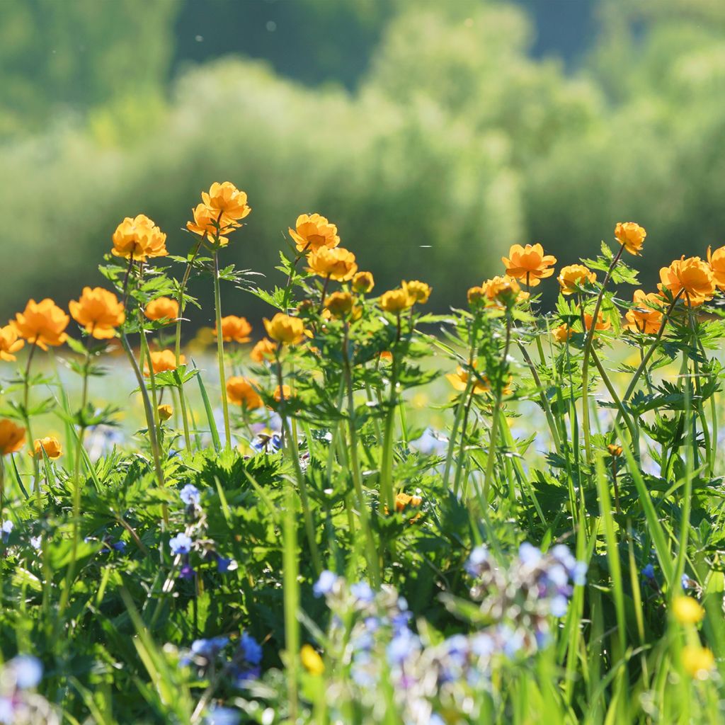Trollius asiaticus - Kogelbloem