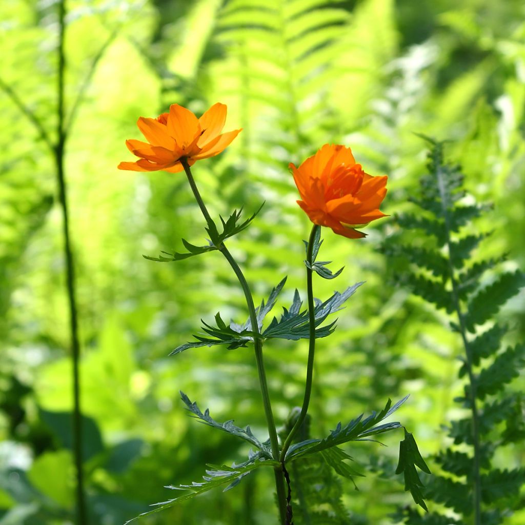 Trollius asiaticus - Kogelbloem
