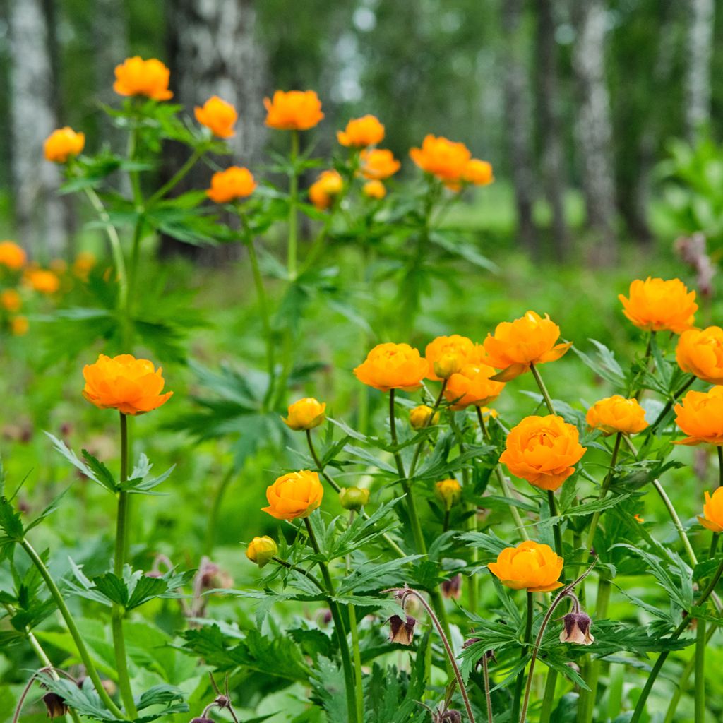 Trollius asiaticus - Kogelbloem