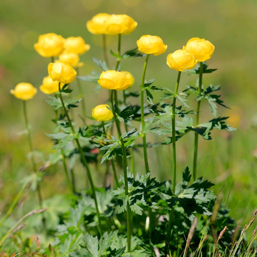 Trollius europaeus - Globebloem