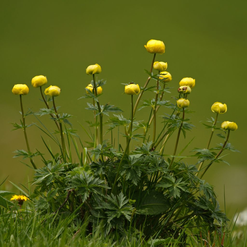 Trollius europaeus - Globebloem