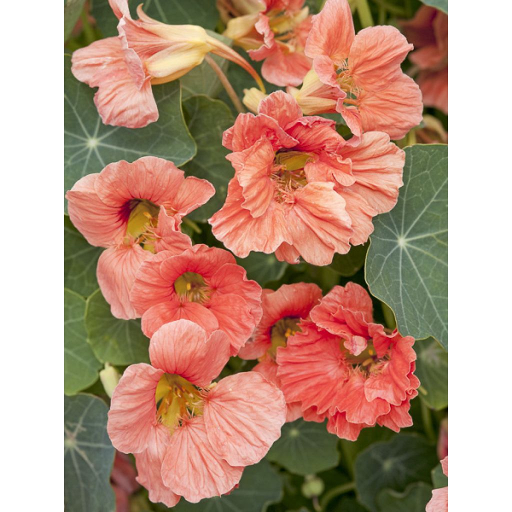 Oost-Indische kers Salmon Baby (zaad) - Tropaeolum majus