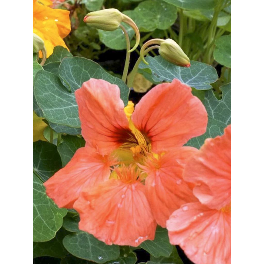 Oost-Indische kers Salmon Baby (zaad) - Tropaeolum majus