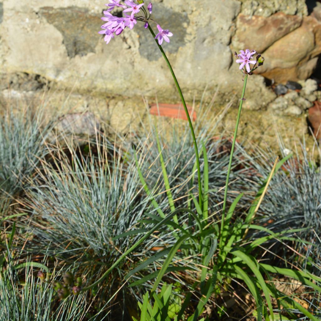 Tulbaghia violacea Dark Star - Kaapse knoflook