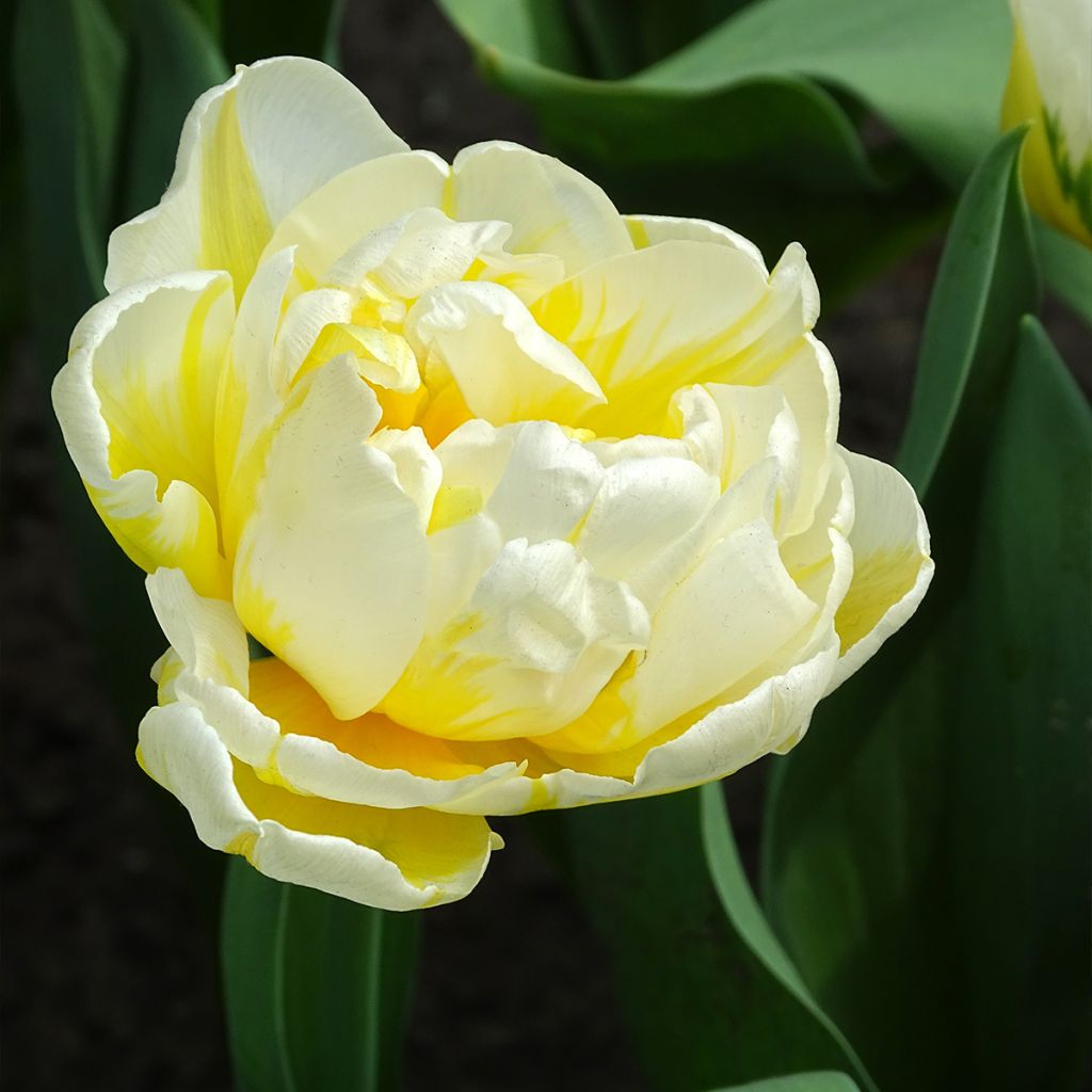 Tulipa Flaming Evita - Dubbele vroege tulp