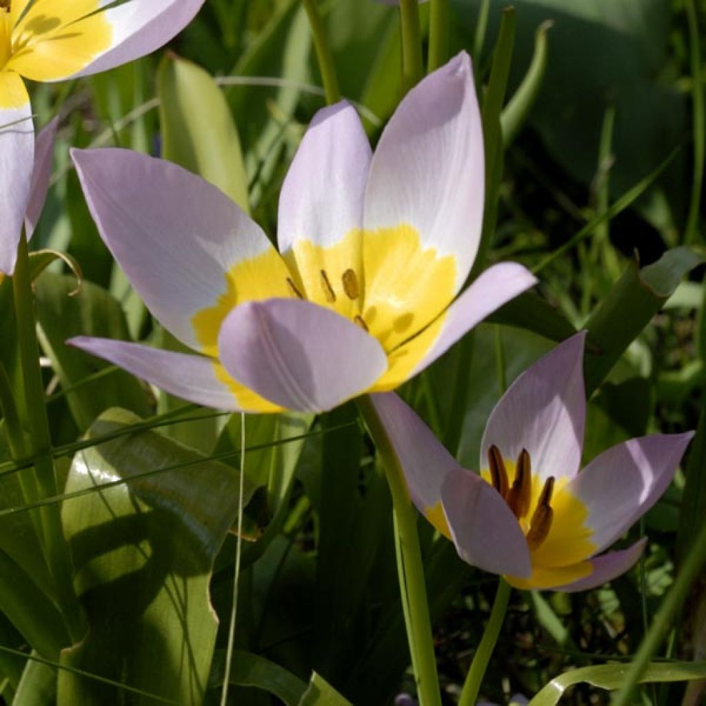 Tulipa saxatilis - Botanische tulp