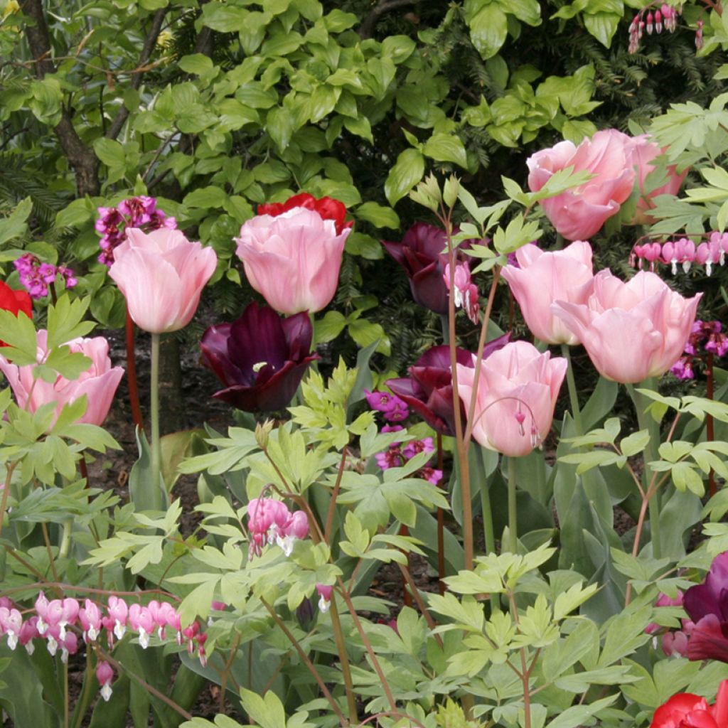 Tulipa Triumph Beauty Queen - Triumphtulp