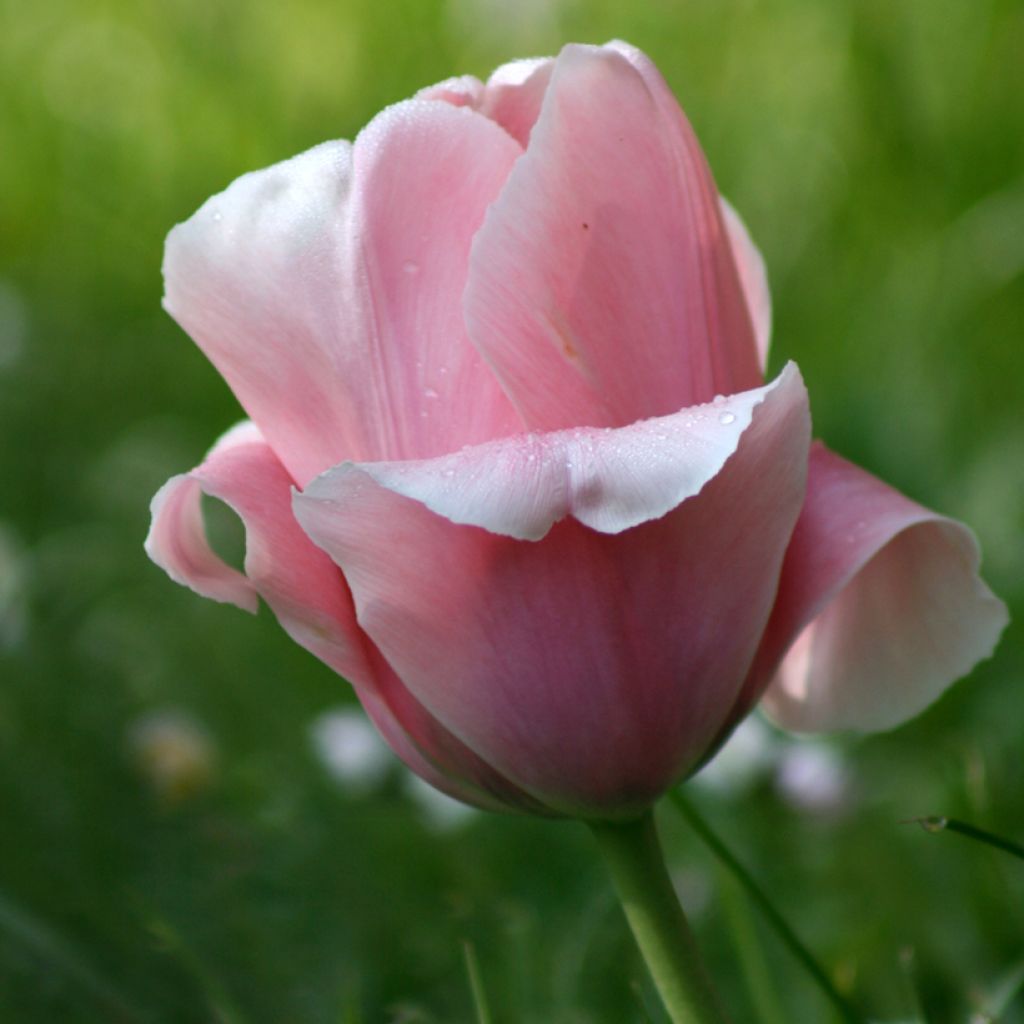 Tulipa Triumph Beauty Queen - Triumphtulp