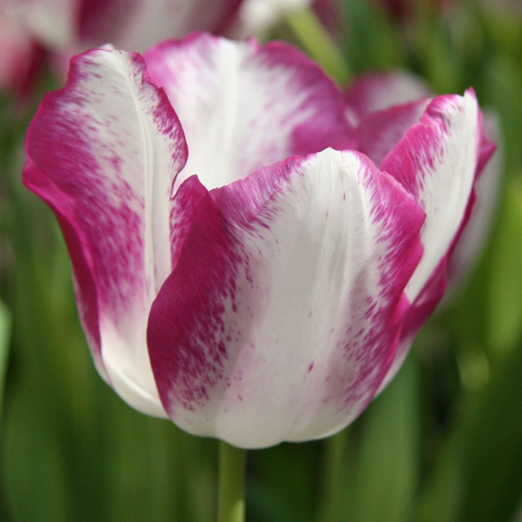 Tulipe Triumph Affaire - Triumphtulp