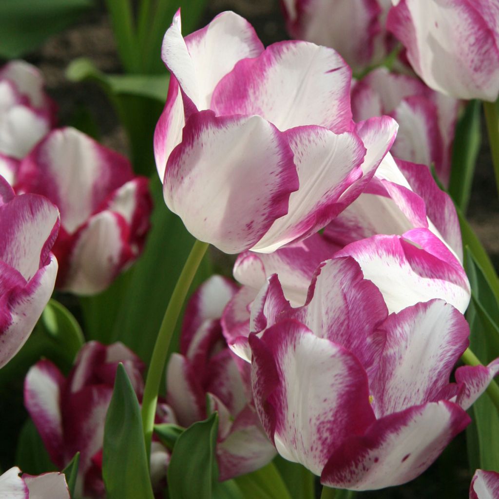 Tulipe Triumph Affaire - Triumphtulp