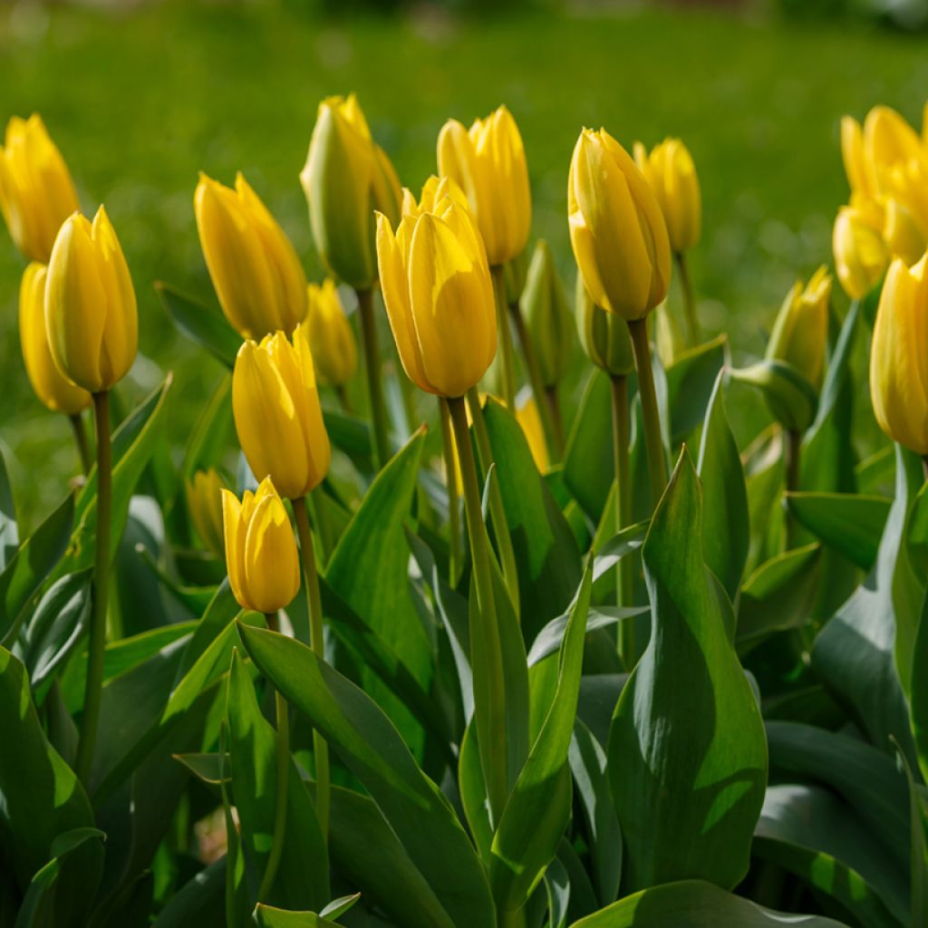 Tulipe Triumph Bellona - Triumphtulp