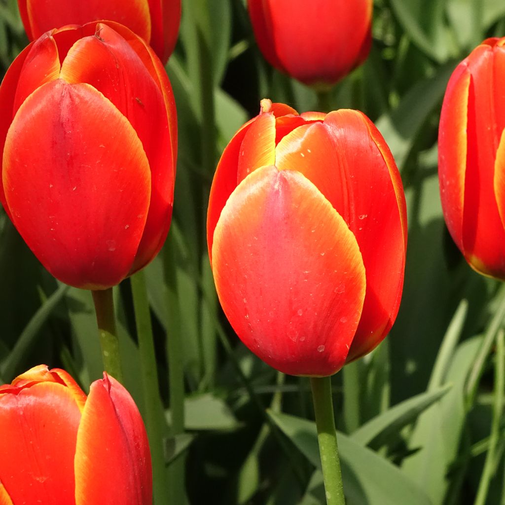 Tulipa Darwin World's Favourite - Darwintulp