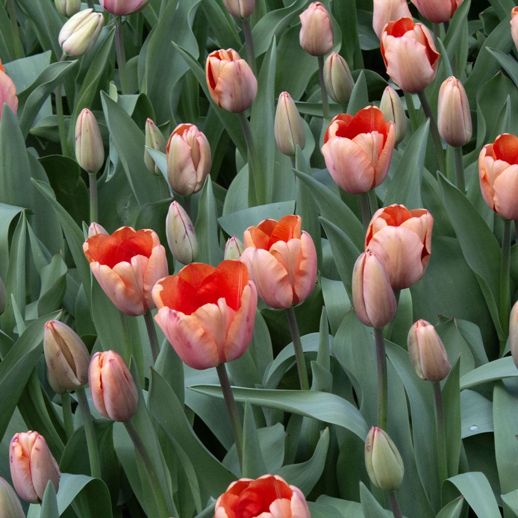 Tulipa Darwin Apricot Impression - Darwintulp