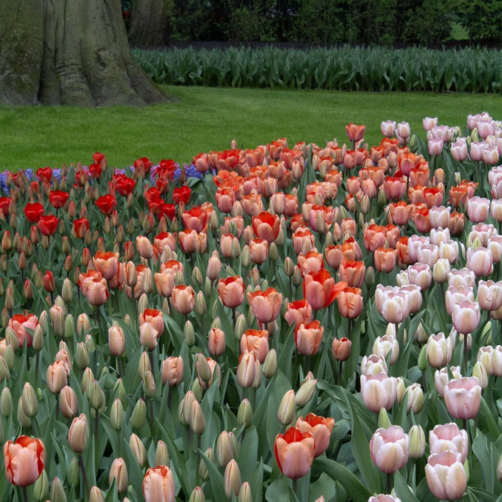 Tulipa Darwin Apricot Impression - Darwintulp