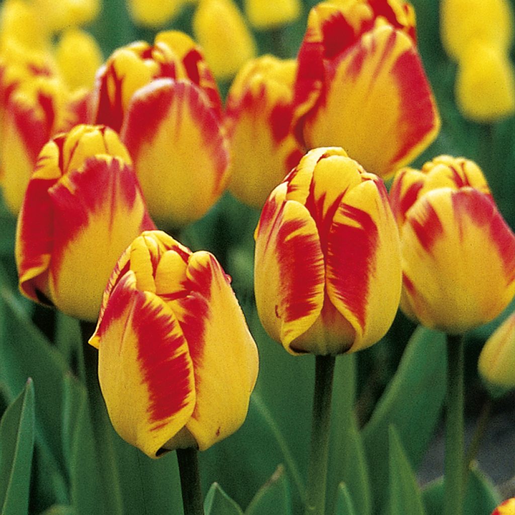 Tulipa Darwin Banja Luka - Darwin tulp