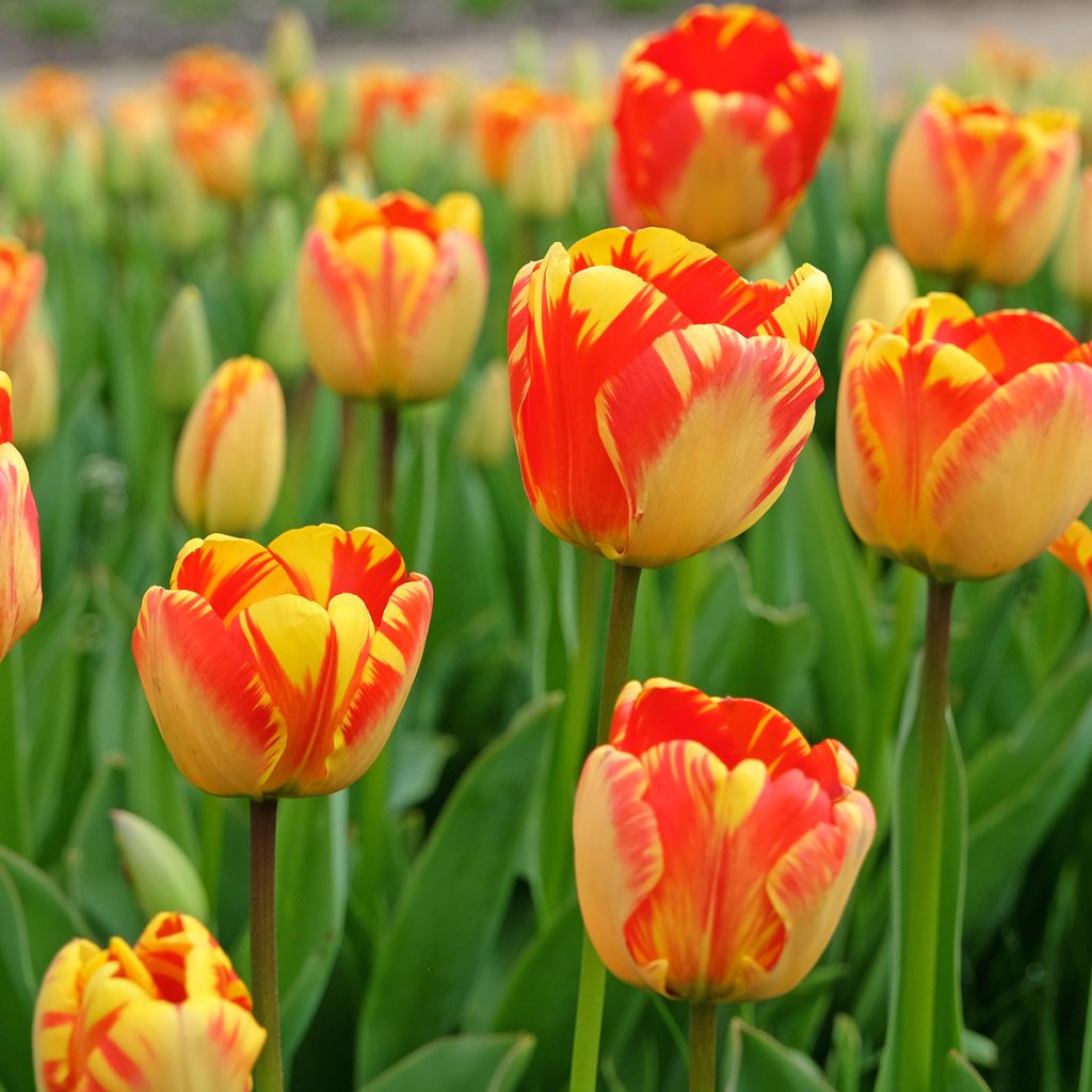 Tulipa Darwin Banja Luka - Darwin tulp