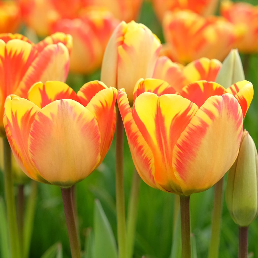 Tulipa Darwin Banja Luka - Darwin tulp