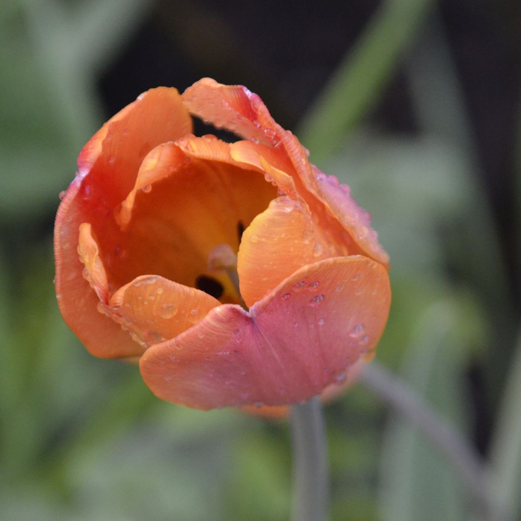 Tulipa Darwin Big Chief - Darwintulp