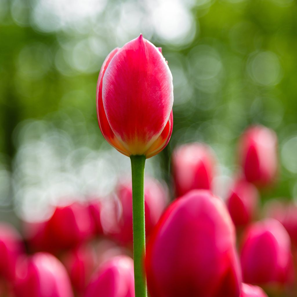 Tulipa Darwin Candy Apple Delight - Darwintulp