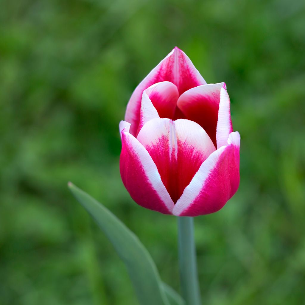 Tulipa Darwin Candy Apple Delight - Darwintulp