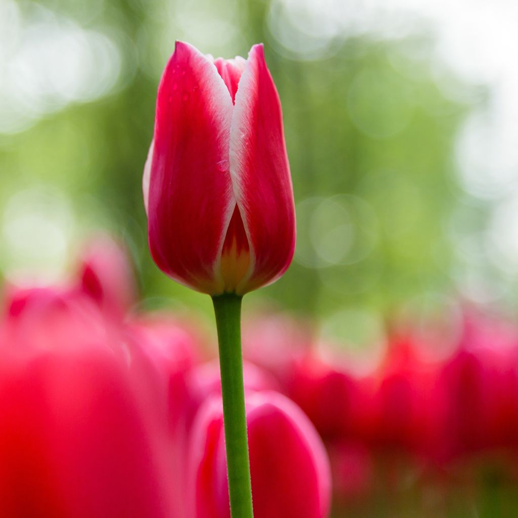 Tulipa Darwin Candy Apple Delight - Darwintulp
